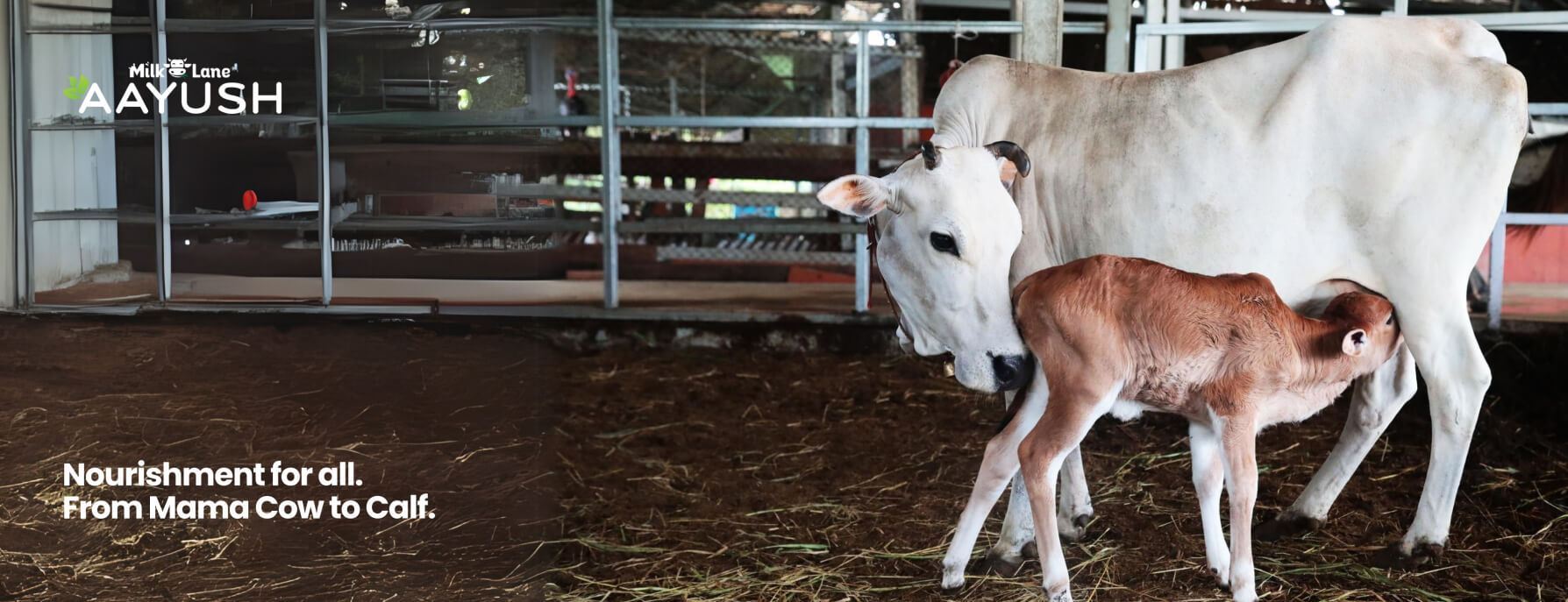 IMG-Cattle slider 1