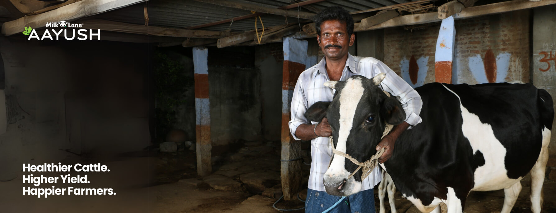IMG-Cattle slider 2